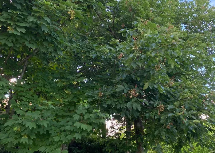 Gite Le 31 Bis, En Centre Ville Avec Jardin.